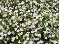 Blanket White Petunia / Petunia 